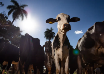 União Europeia oficializa veto à carne brasileira
