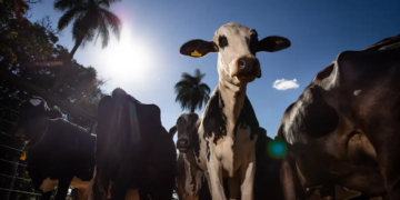União Europeia oficializa veto à carne brasileira