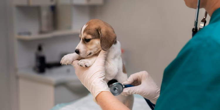 Artigo – Exercício ilegal da Medicina Veterinária agora é crime: uma conquista para os animais, a saúde pública e a sociedade – por Francis Flosi
