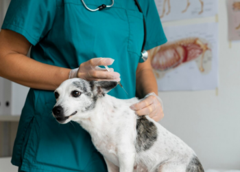 Jaguariúna oferece vacinação antirrábica gratuita para cães e gatos