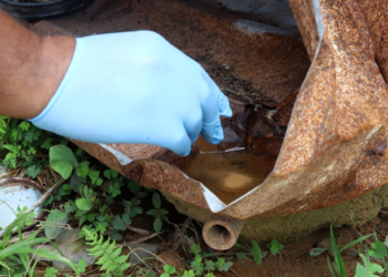 Alerta Arboviroses: Campinas tem 32 bairros com alto risco de transmissão de dengue