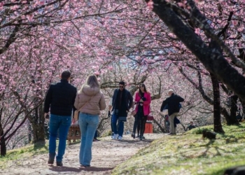 Campos do Jordão se prepara para a ‘55ª Festa da Cerejeira em Flor’