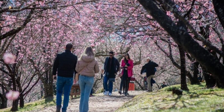 Campos do Jordão se prepara para a ‘55ª Festa da Cerejeira em Flor’