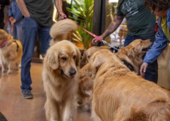 Galleria Shopping promove Encontro de Goldens com programação gratuita