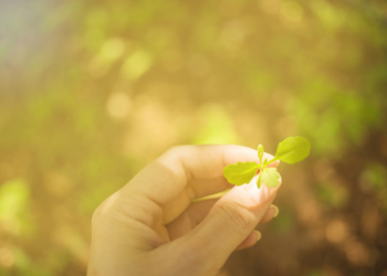 A boa nova da Comissão Pastoral da Ecologia – por José Pedro Martins