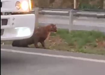 Onça-parda arrastada pelo rabo às margens de rodovia em Piracicaba segue desaparecida