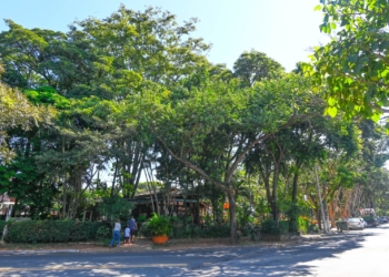 MP autoriza e árvore com risco de queda na Praça do Coco será removida pela Prefeitura
