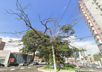 Prefeitura faz a partir desta terça-feira manejo e poda de árvores em Barão Geraldo e no Cambuí