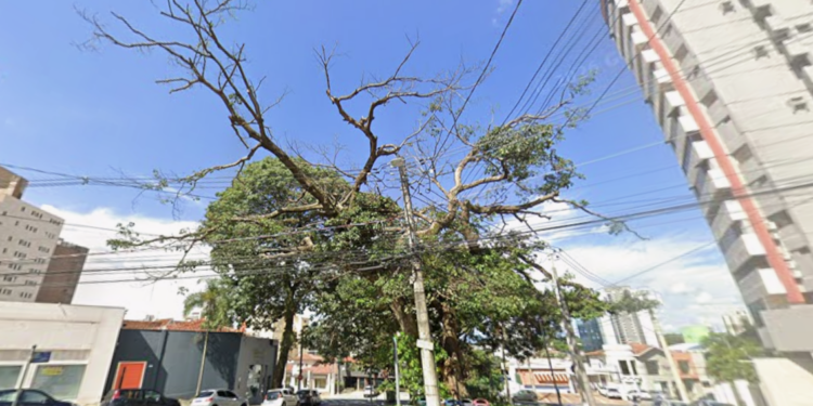 Prefeitura faz a partir desta terça-feira manejo e poda de árvores em Barão Geraldo e no Cambuí