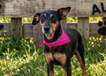 Campinas terá Feira de Adoção de Animais domingo no Centro de Convivência