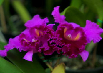 Festival de Orquídeas e Plantas Ornamentais começa nesta sexta no Bosque dos Jequitibás