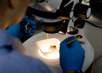 Anvisa autoriza empresa de Campinas a produzir mosquitos para combate à dengue