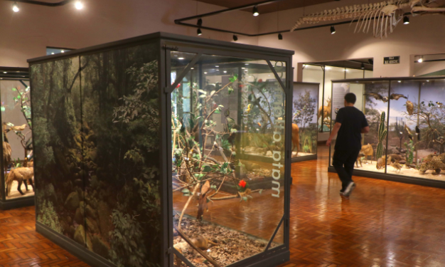 Museu de História Natural de Campinas terá entrada gratuita neste domingo