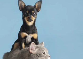 Como cuidar dos pets em períodos de tempo seco