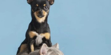 Como cuidar dos pets em períodos de tempo seco