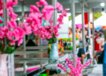 Mostra Japão chega a Campinas na sexta com três dias de cultura, gastronomia e entretenimento