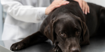 Agosto Verde Claro e Mês do Cachorro Louco: dois alertas vitais para a saúde de pets